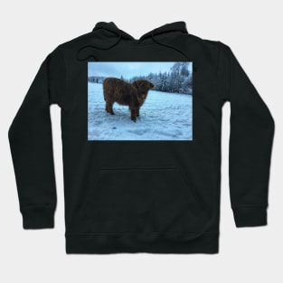 Scottish Highland Cattle Calf 1878 Hoodie